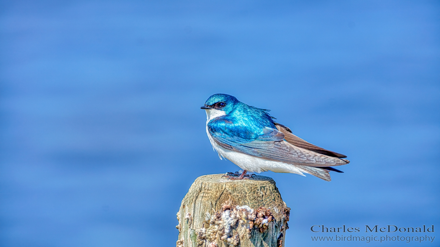 Tree Swallow