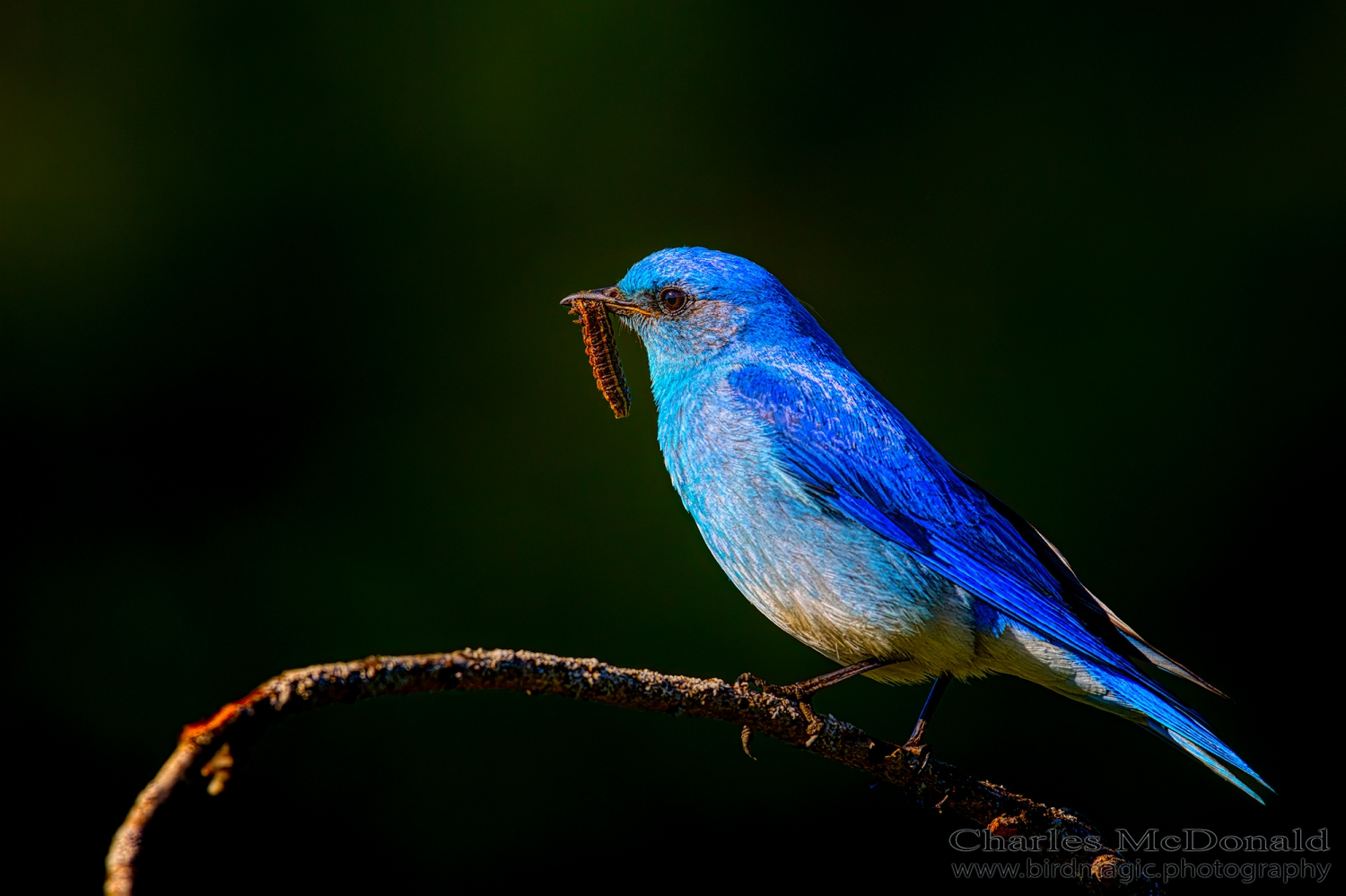 Mountain Bluebird