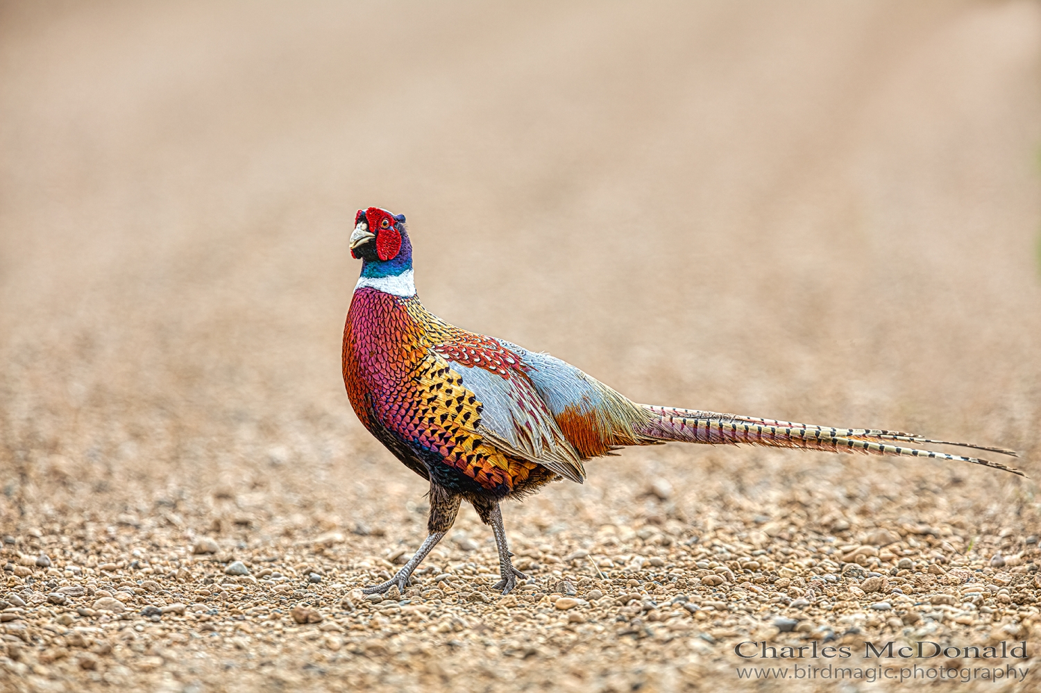 Ring-necked Pheasant