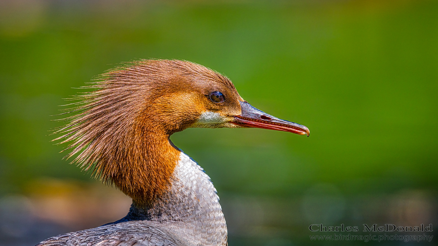 Common Merganser