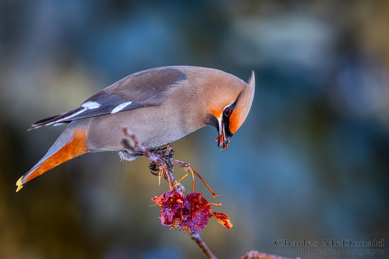 Bohemian Waxwing