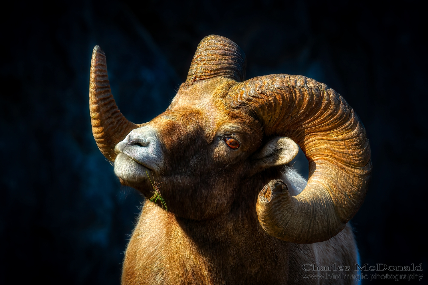 Bighorn Sheep