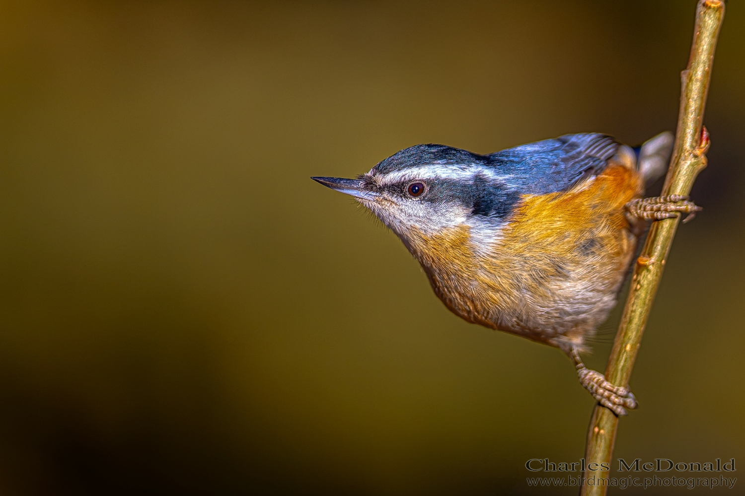 Red-breasted Nuthatch