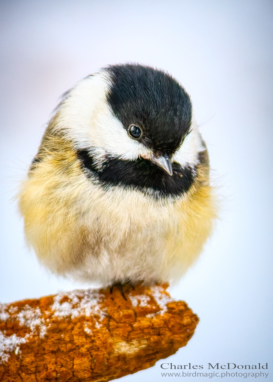 Black-capped Chickadee