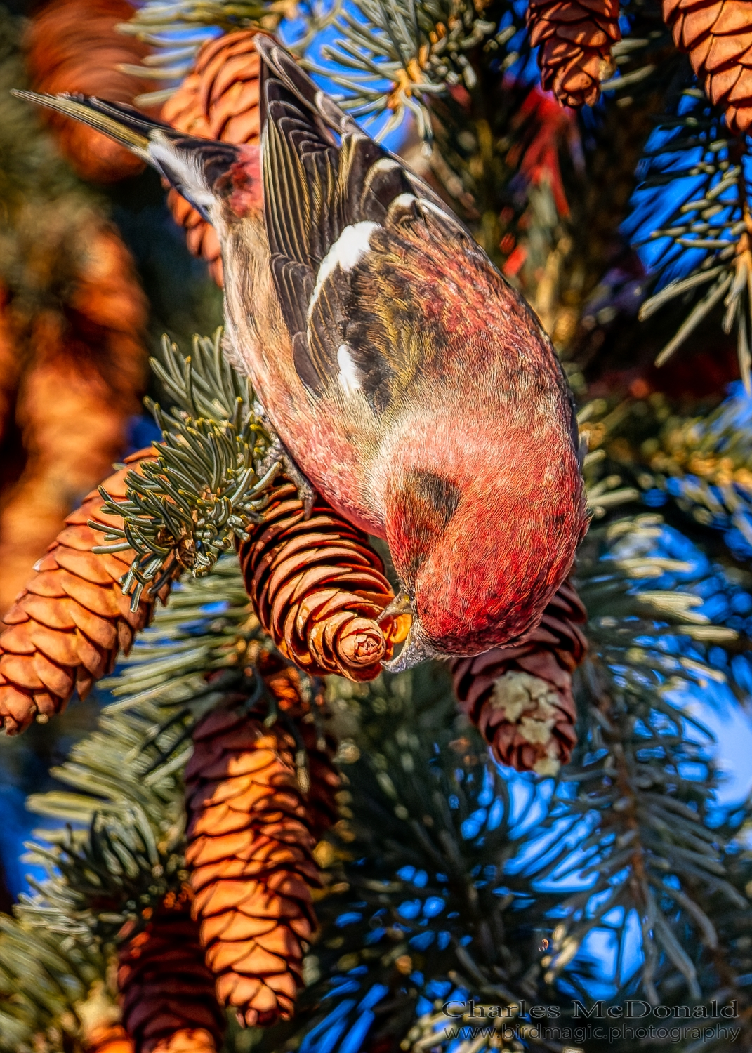 White-winged Crossbill