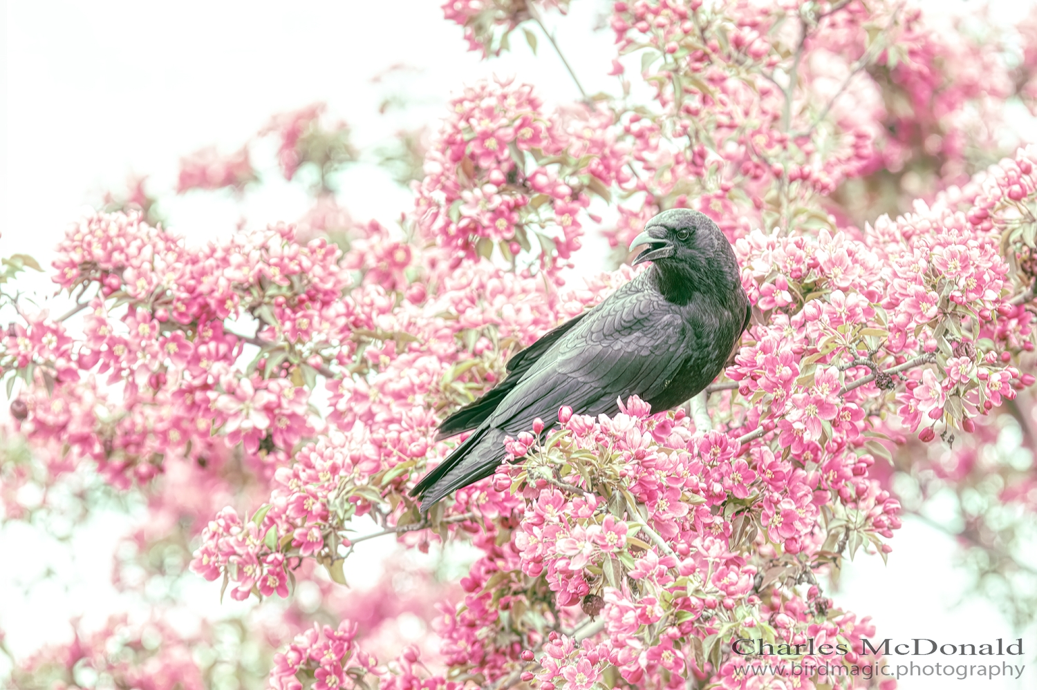 American Crow