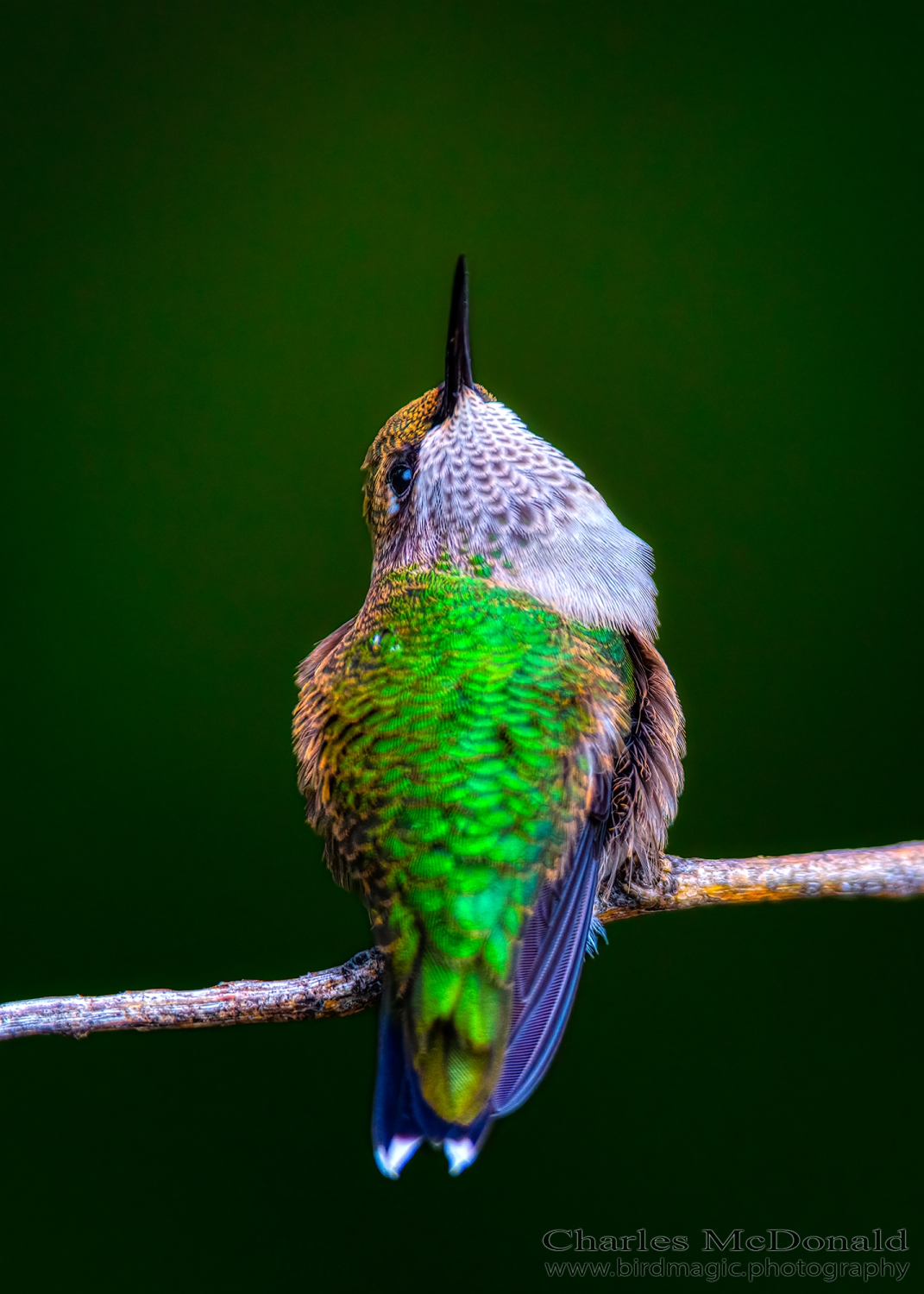 Ruby-throated Hummingbird