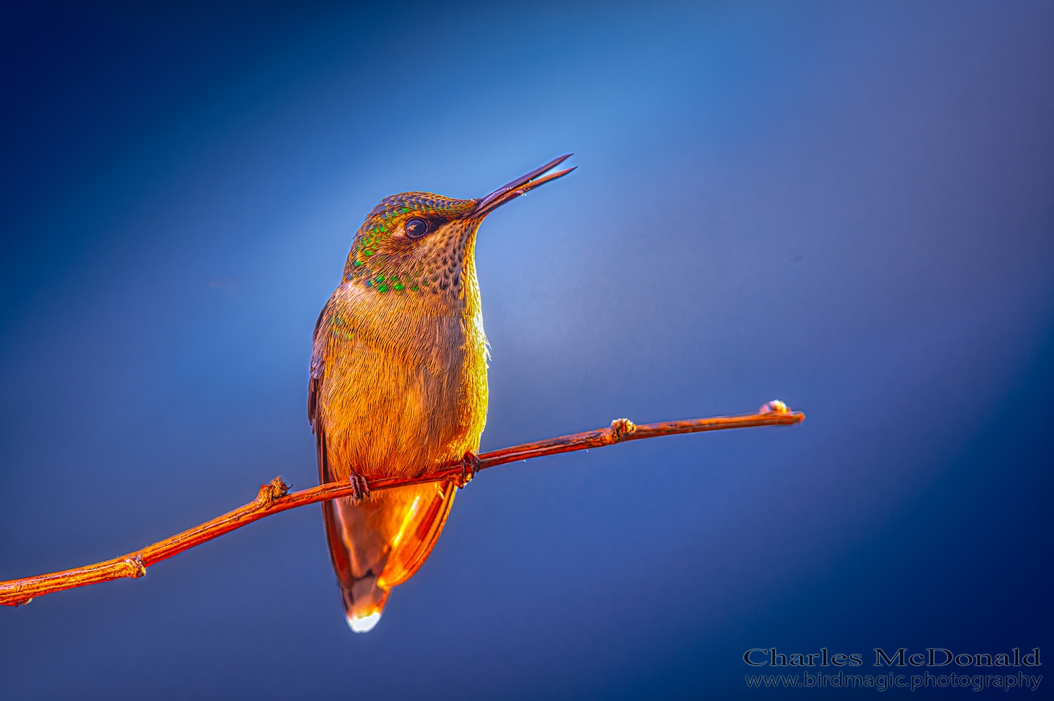 Ruby-throated Hummingbird