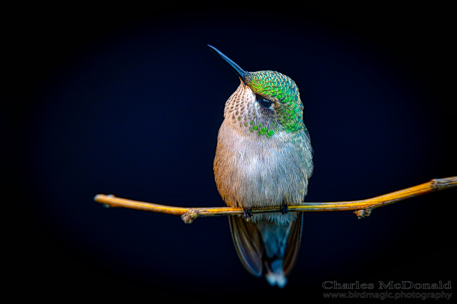 Ruby-throated Hummingbird