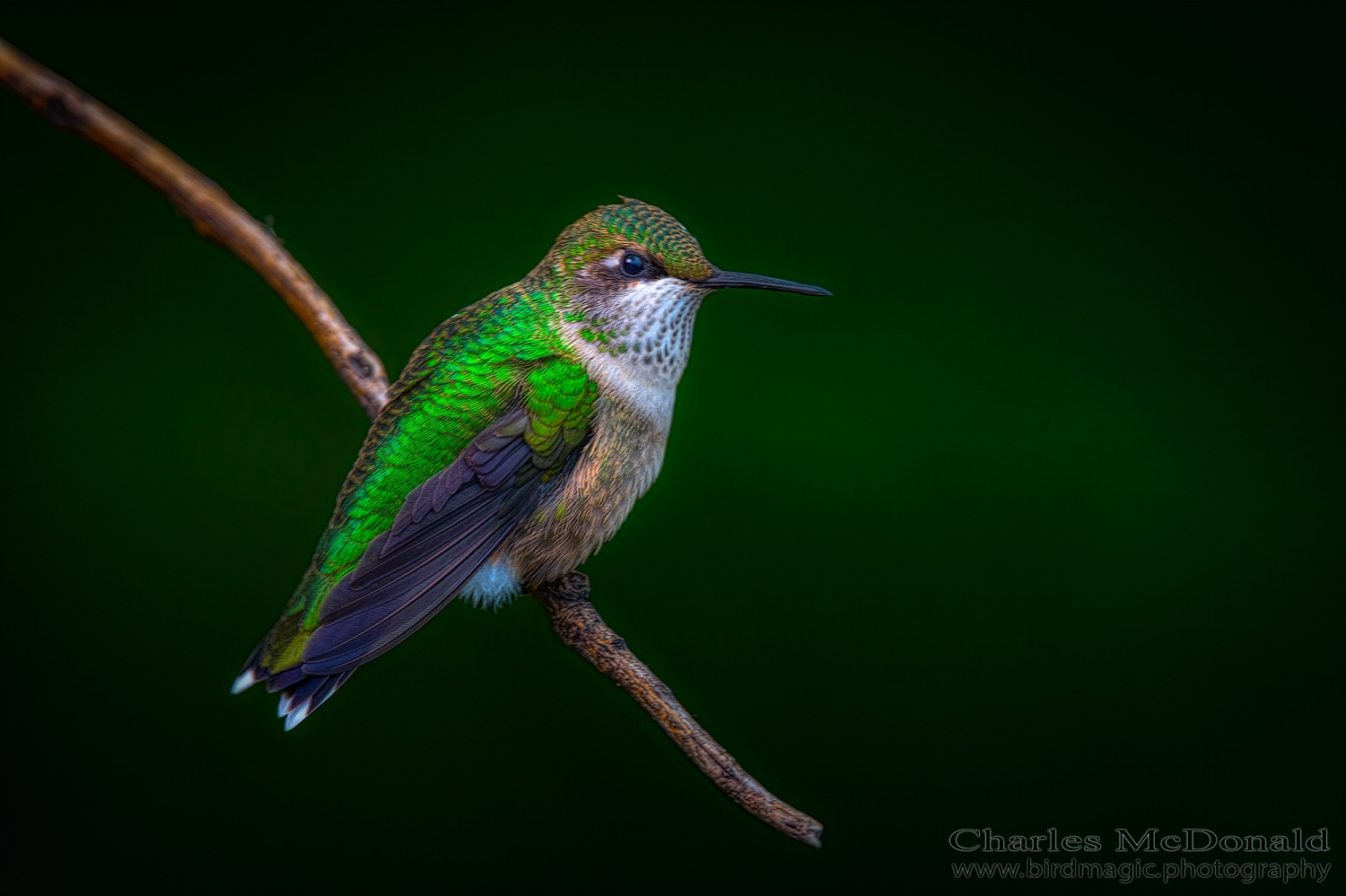 Ruby-throated Hummingbird