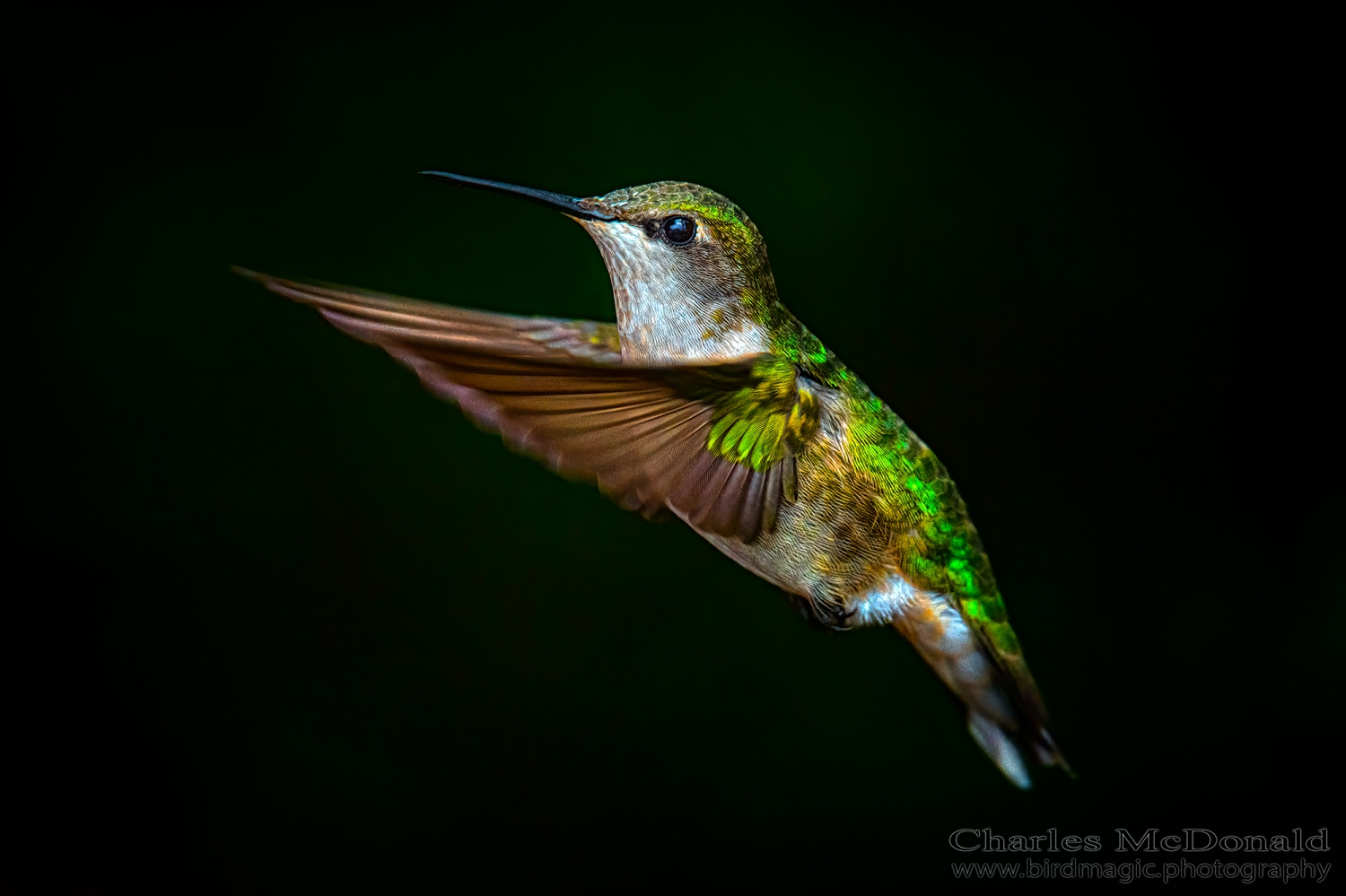 Ruby-throated Hummingbird