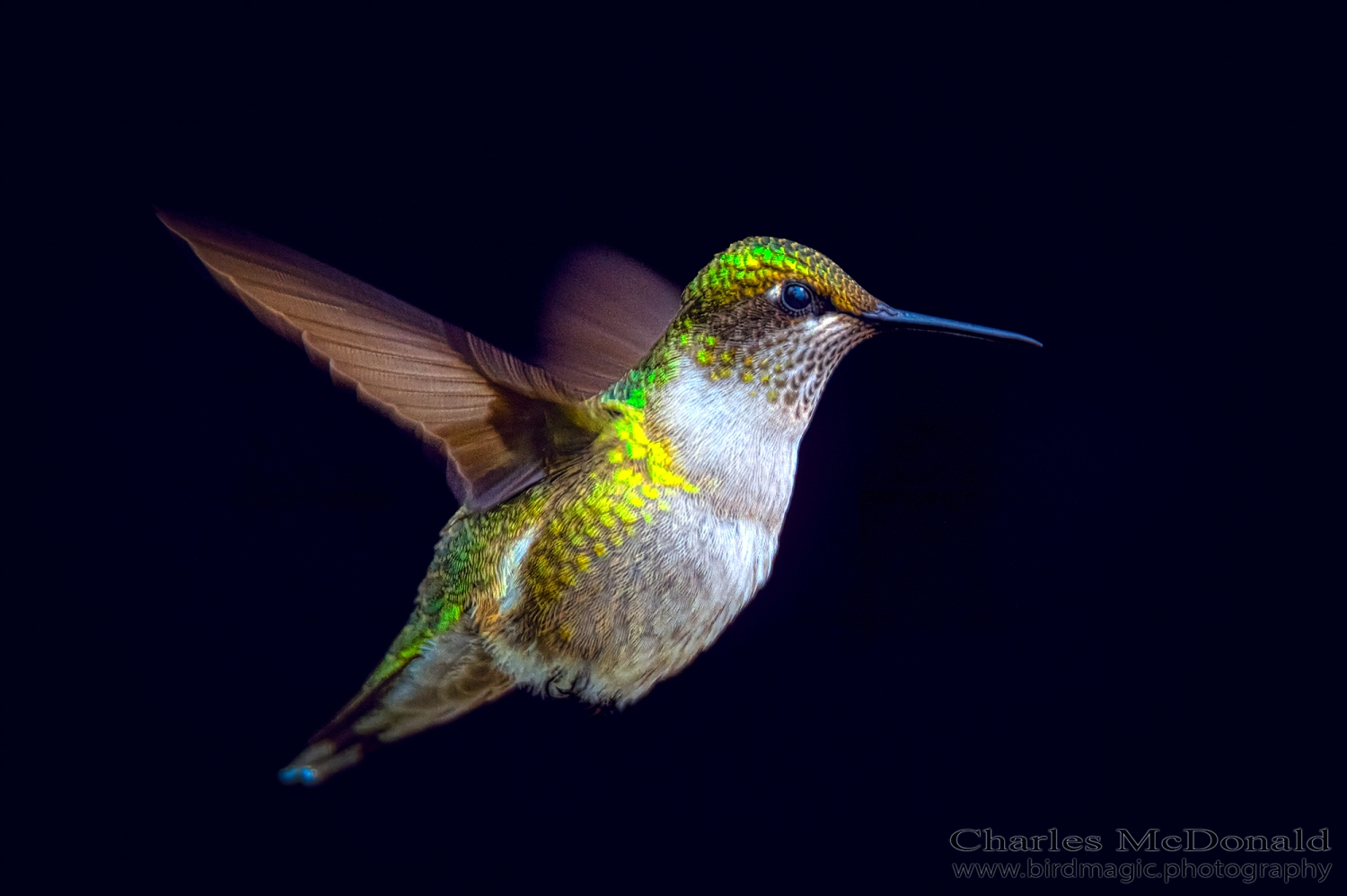 Ruby-throated Hummingbird