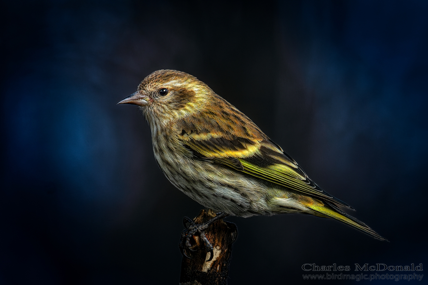 Pine Siskin