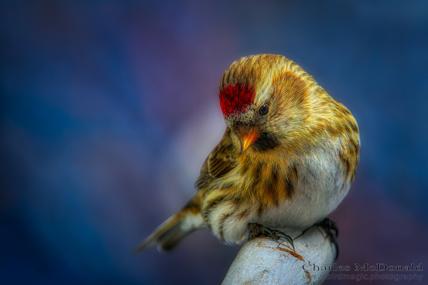 Common Redpoll