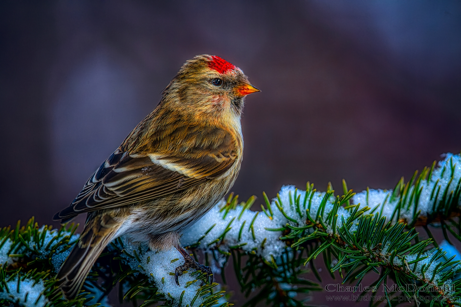 Common Redpoll