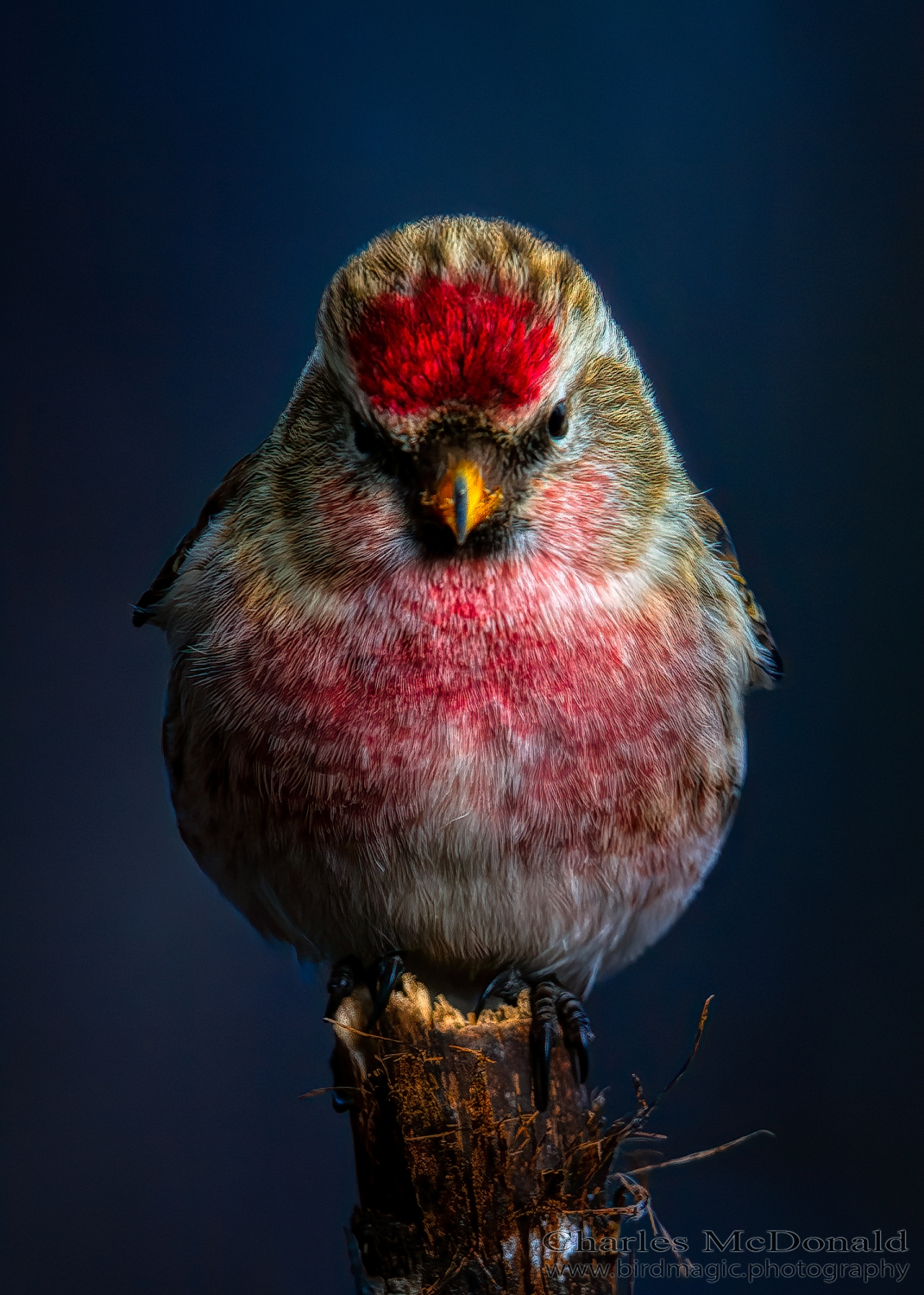 Common Redpoll