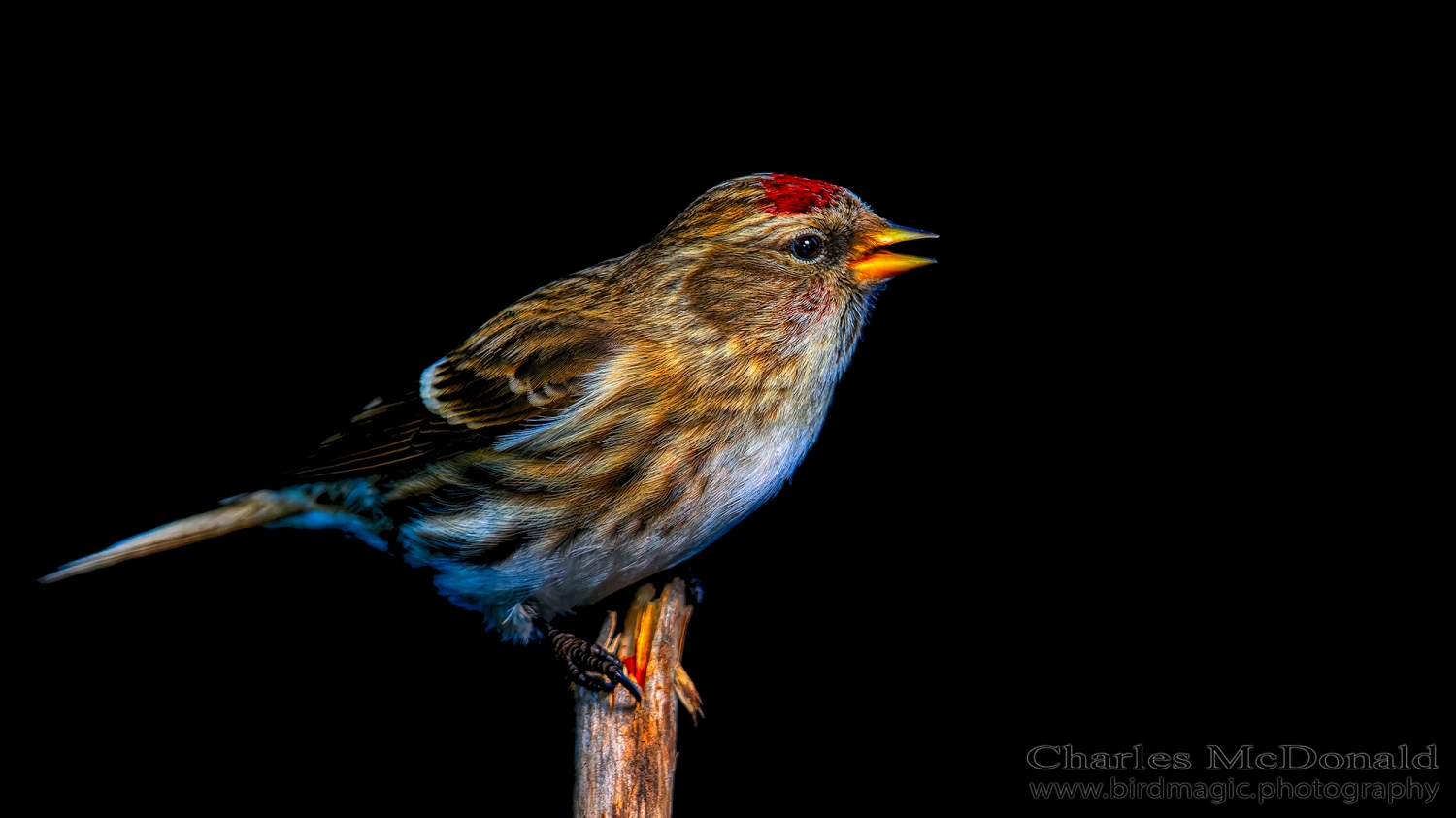 Common Redpoll