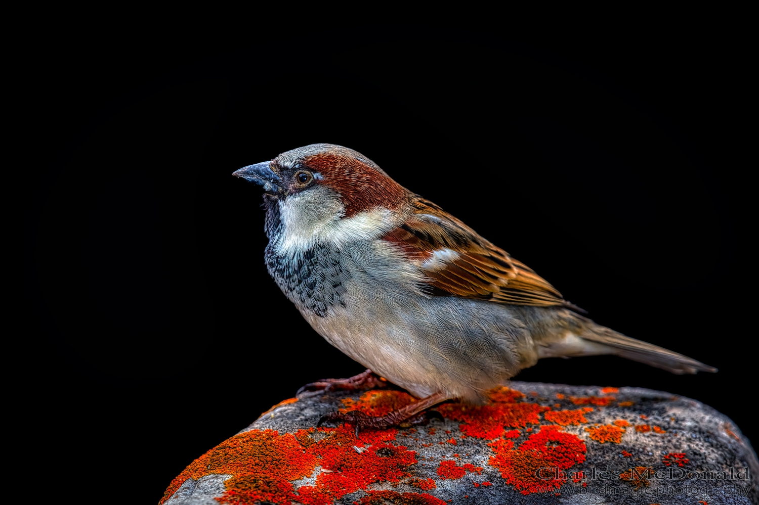 House Sparrow