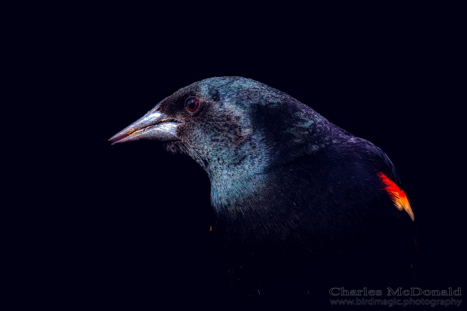 Red-winged Blackbird