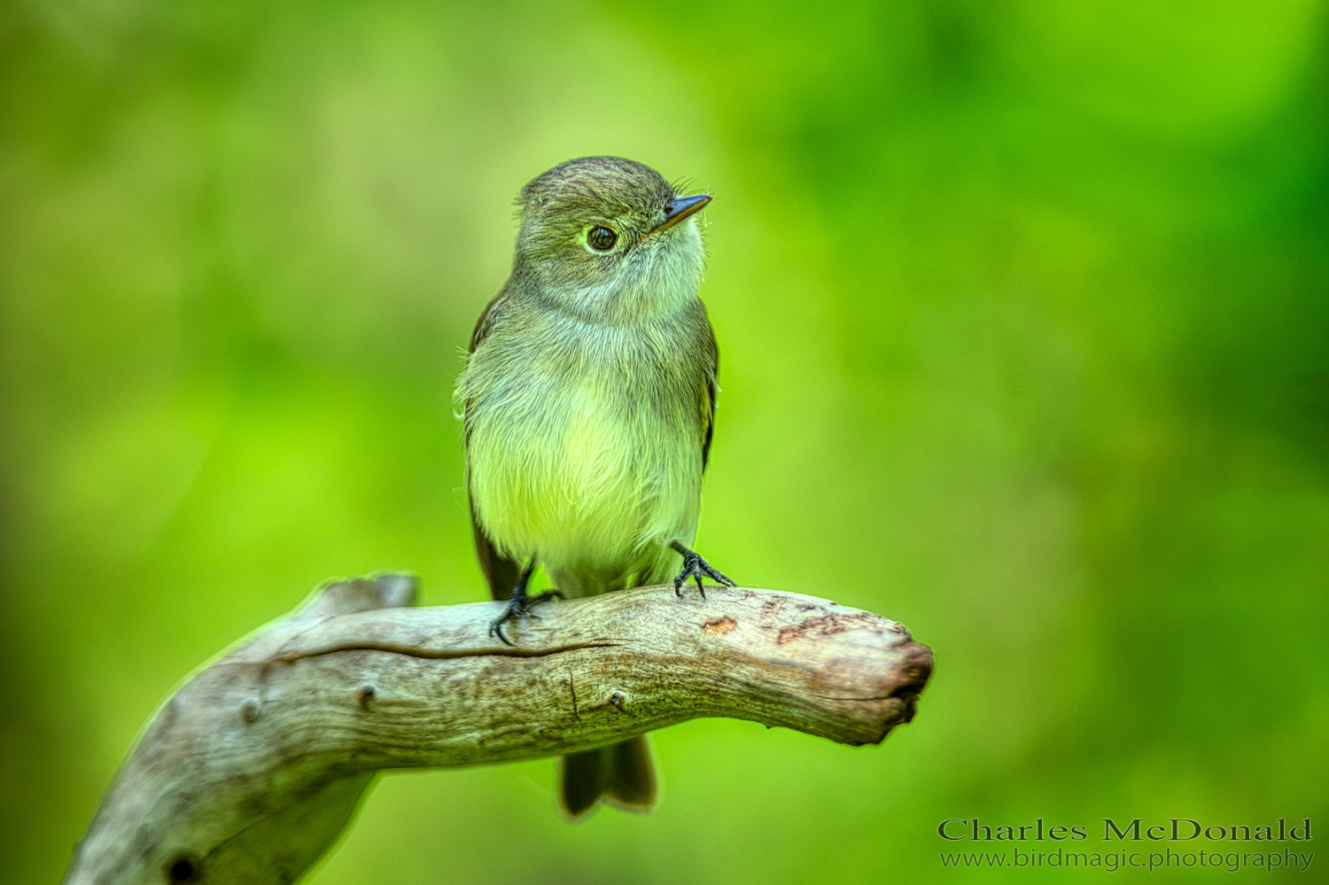 Least Flycatcher