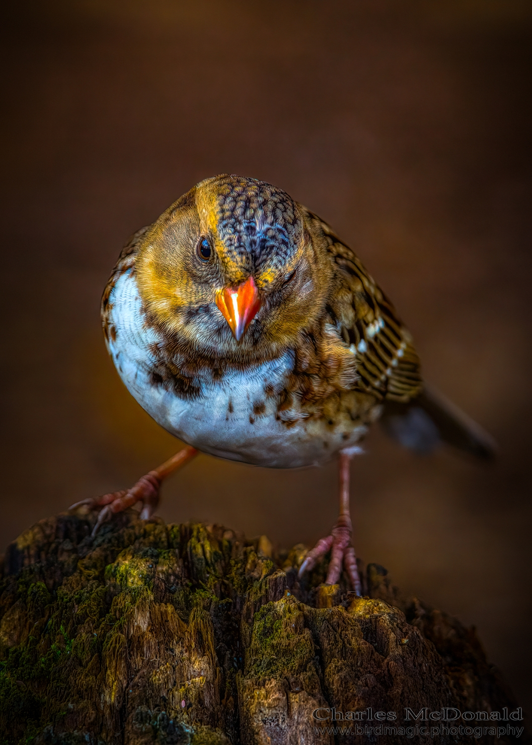 Harris's Sparrow