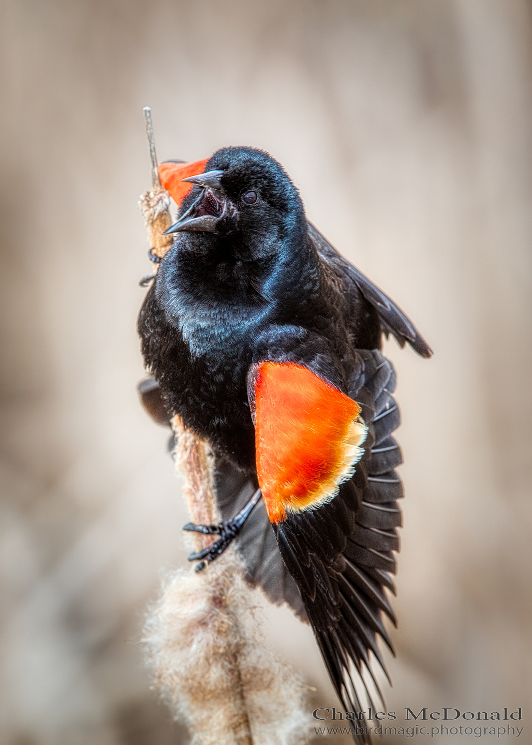 Red-winged Blackbird