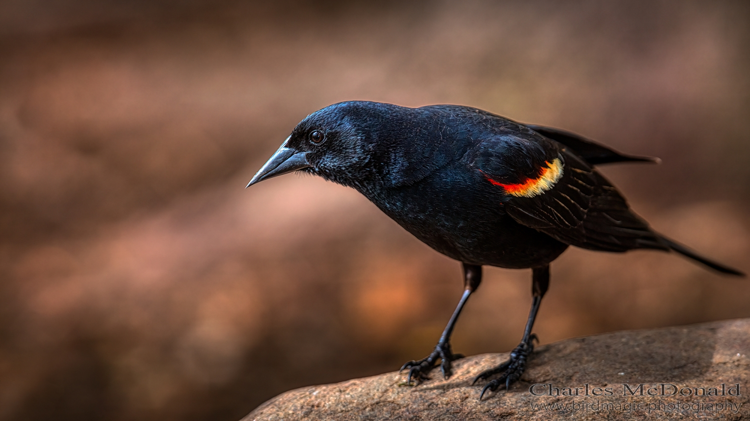 Red-winged Blackbird