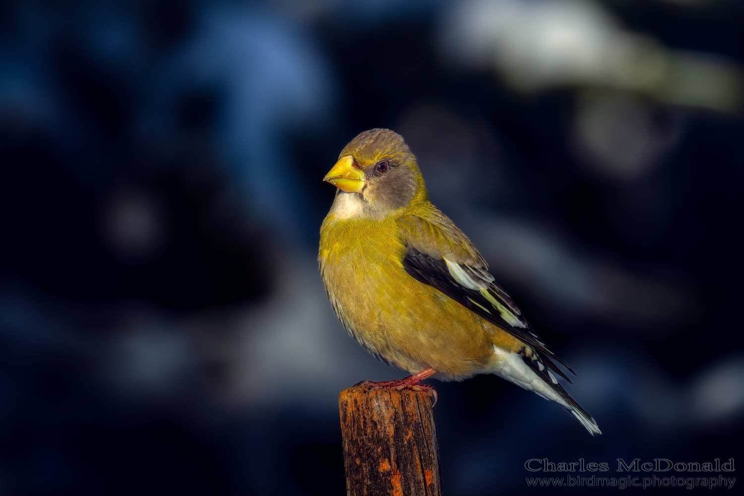 Evening Grosbeak