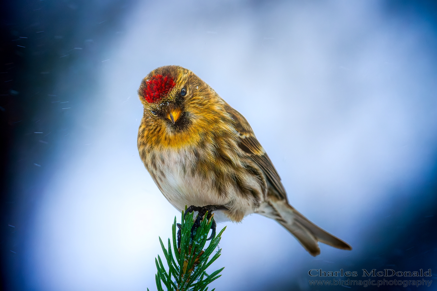 Common Redpoll