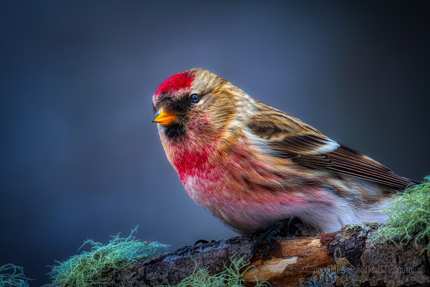 Common Redpoll