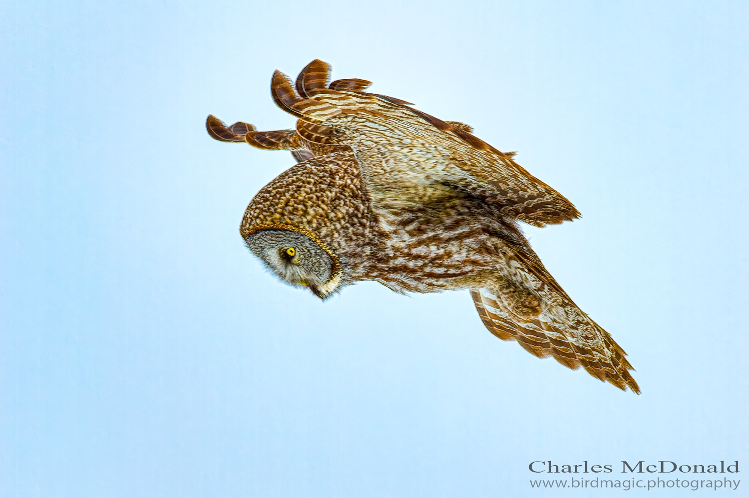 Great Gray Owl