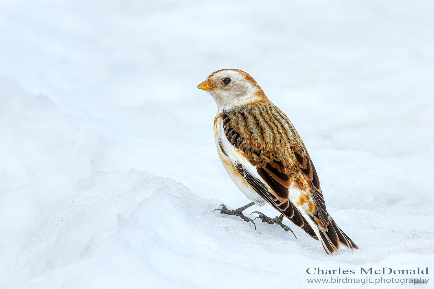 Snow Bunting