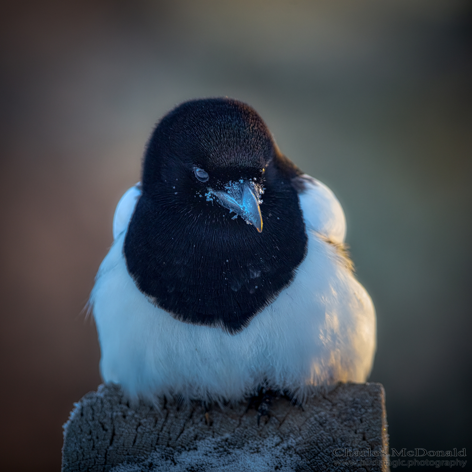 Black-billed Magpie