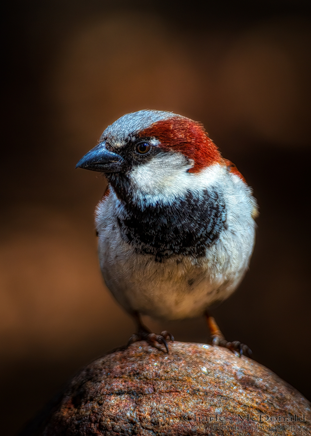 House Sparrow