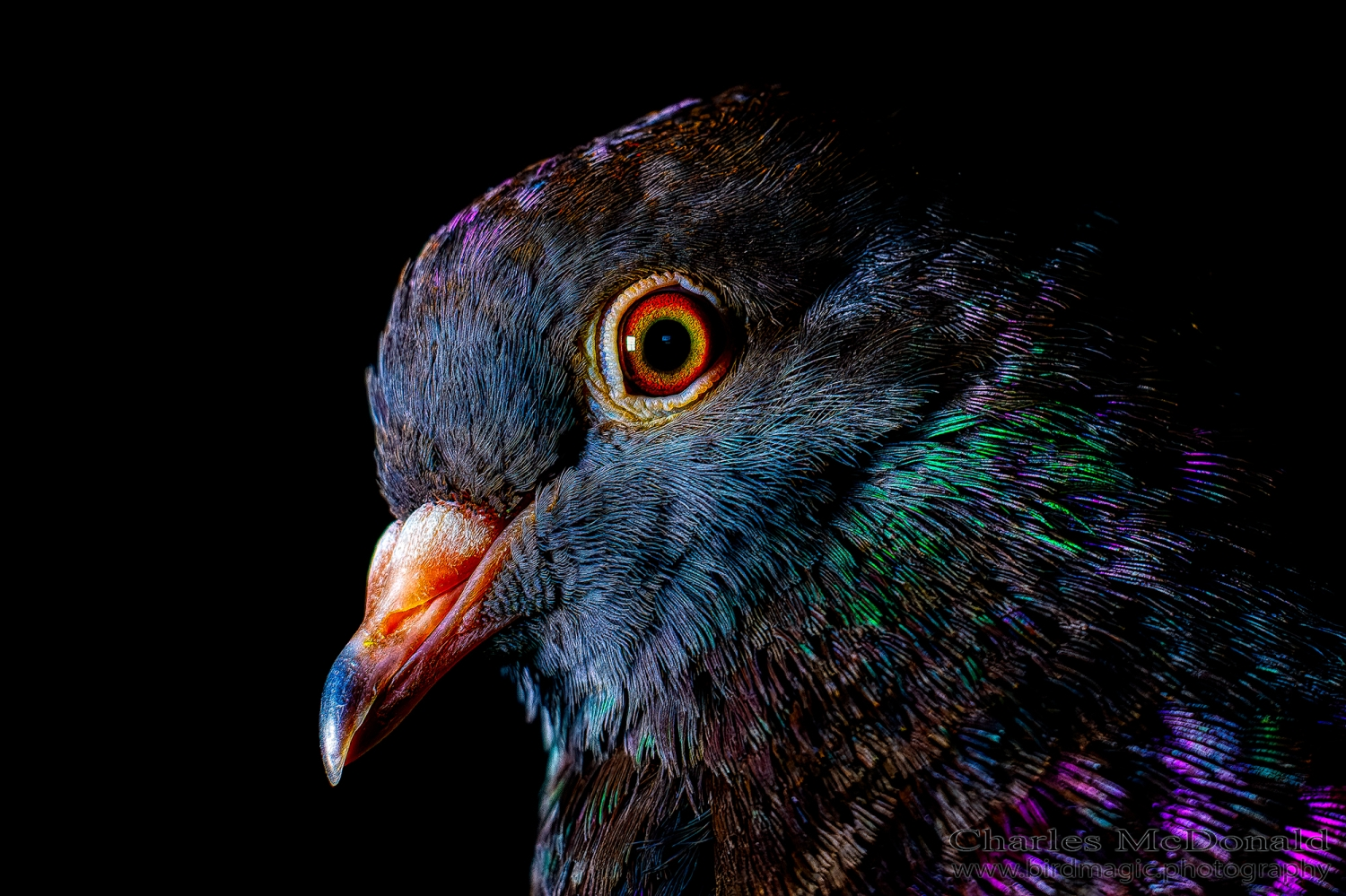 Rock Pigeon