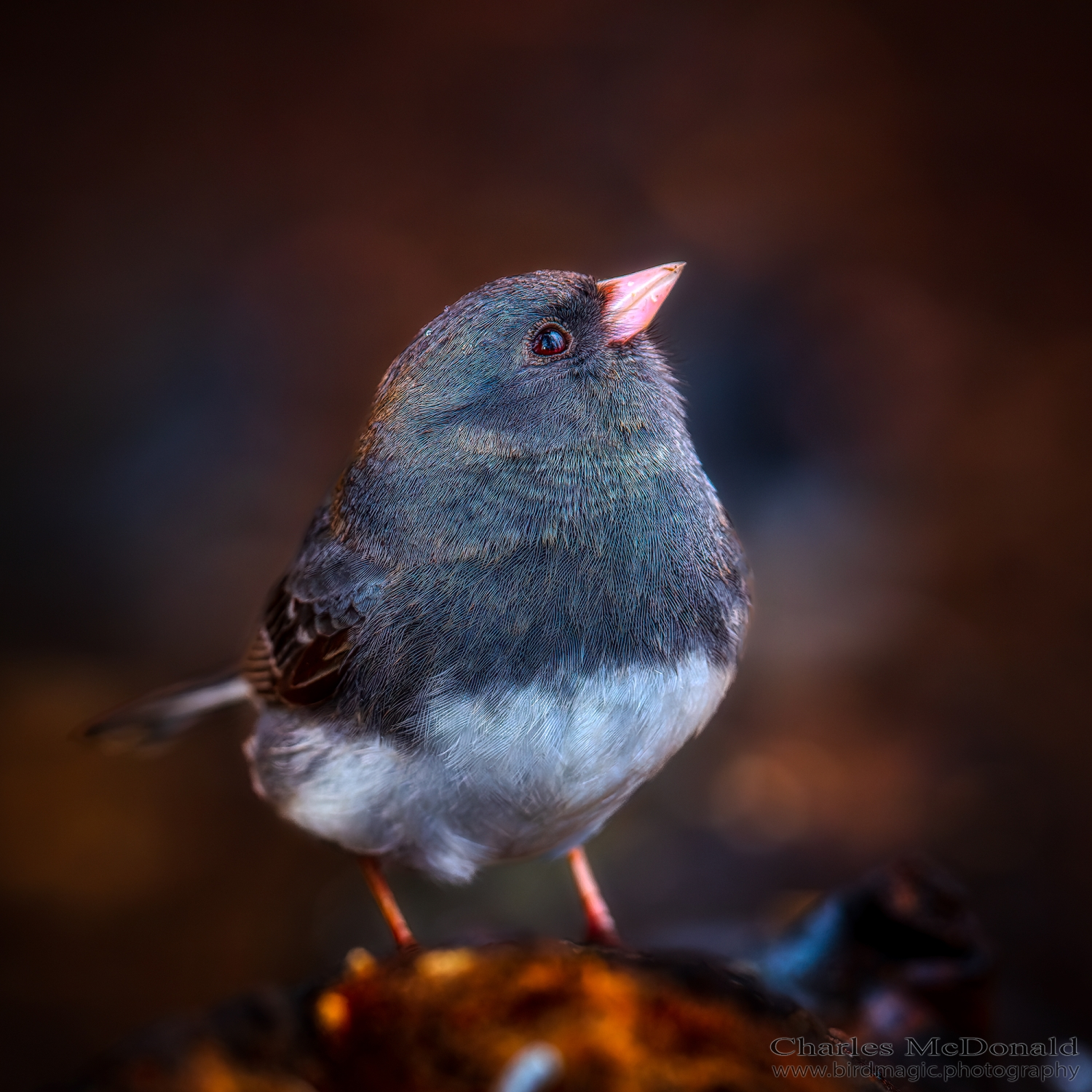 Dark-eyed Junco