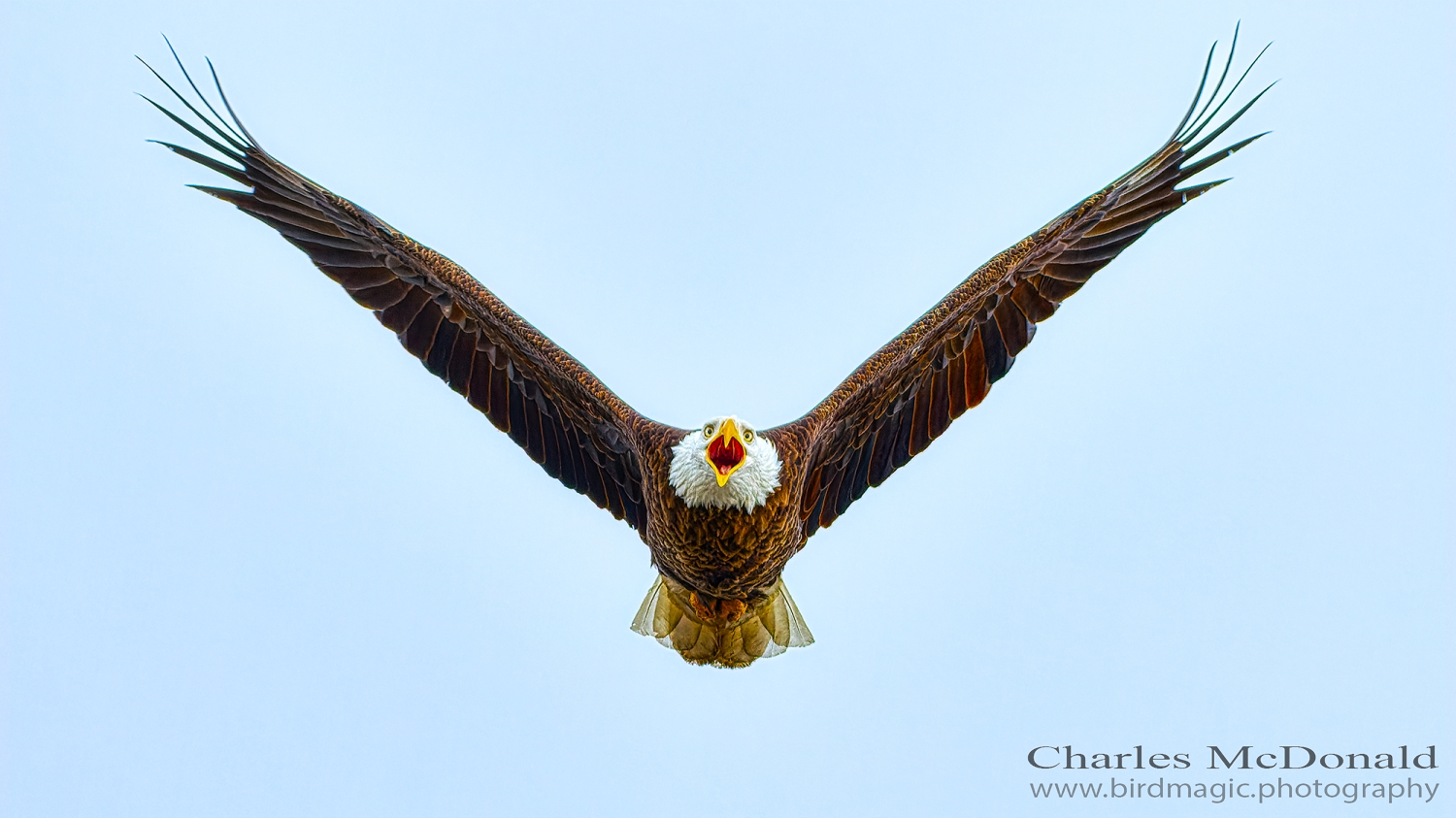 Bald Eagle