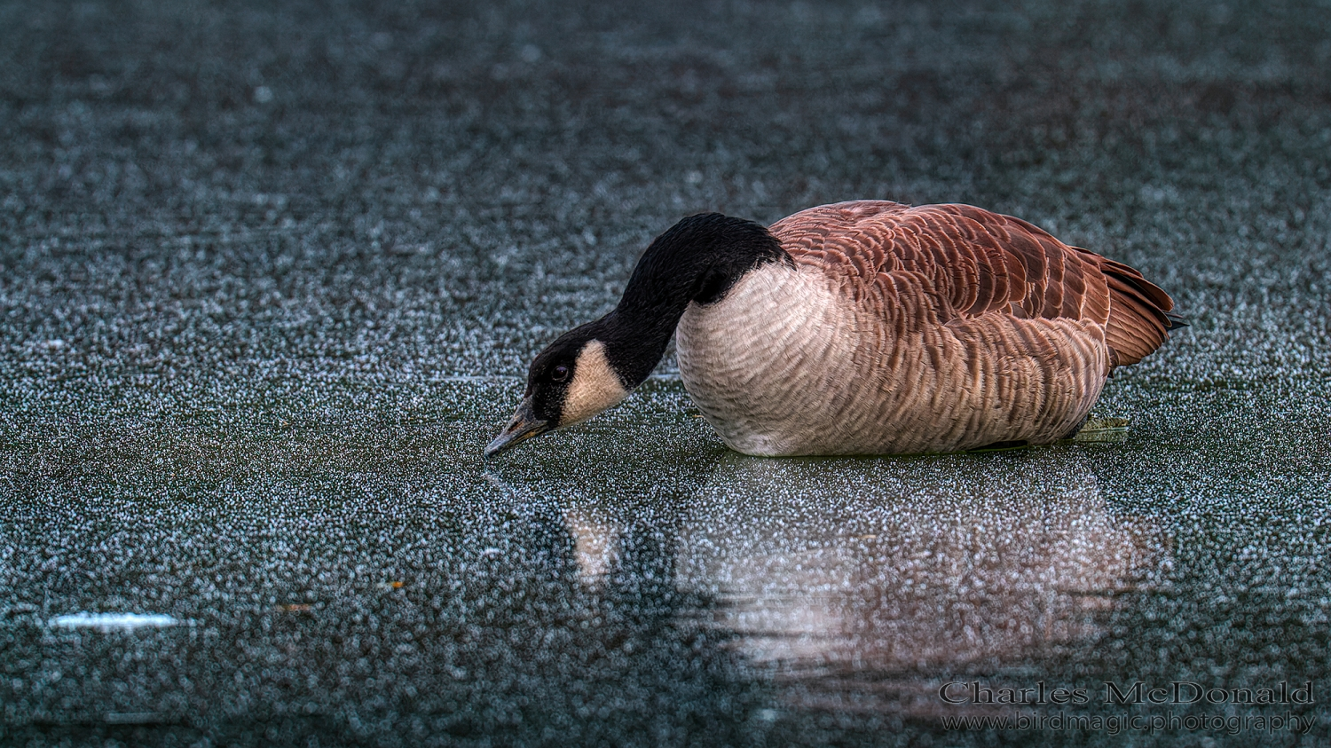 Canada Goose