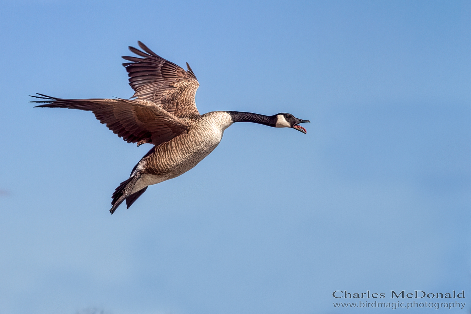 Canada Goose