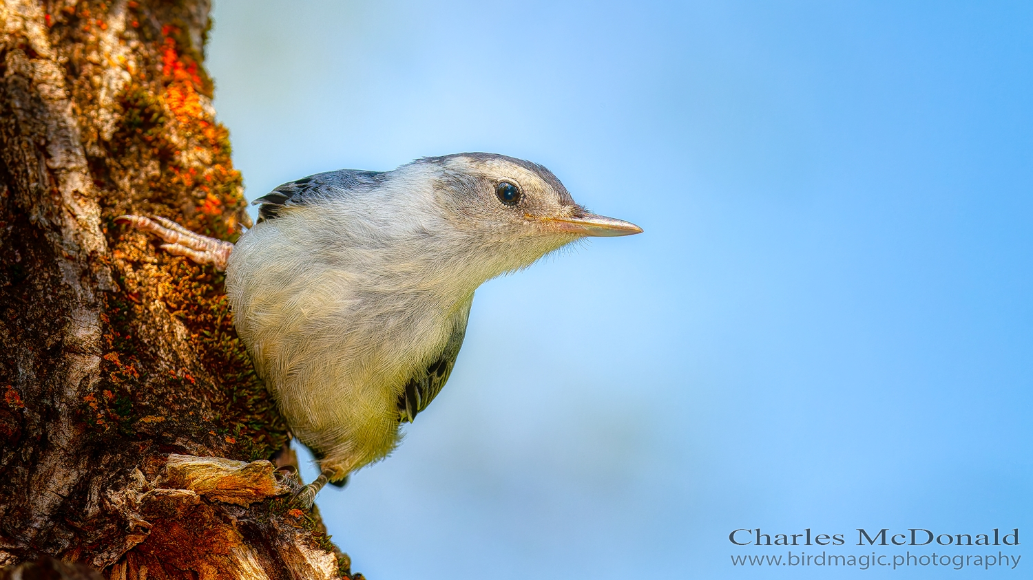 White-breasted Nuthatch