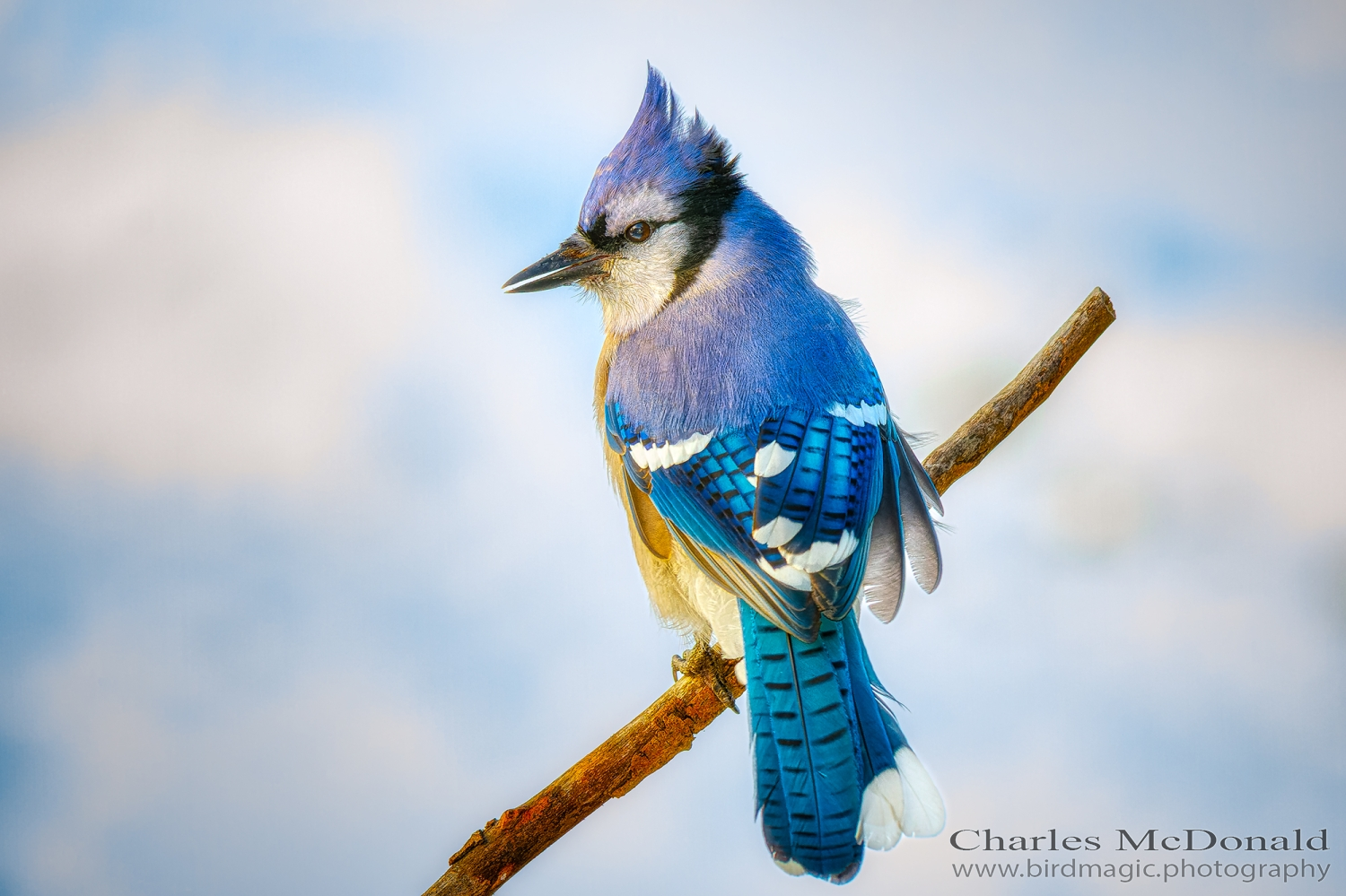 Blue Jay