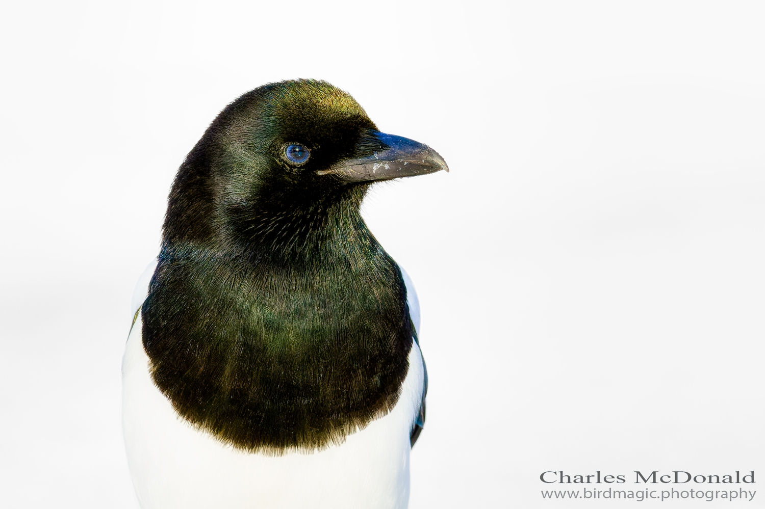 Black-billed Magpie