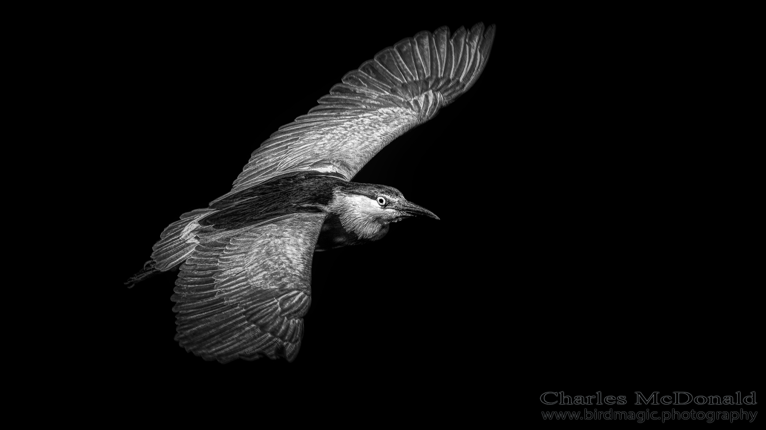 Black-crowned Night-Heron