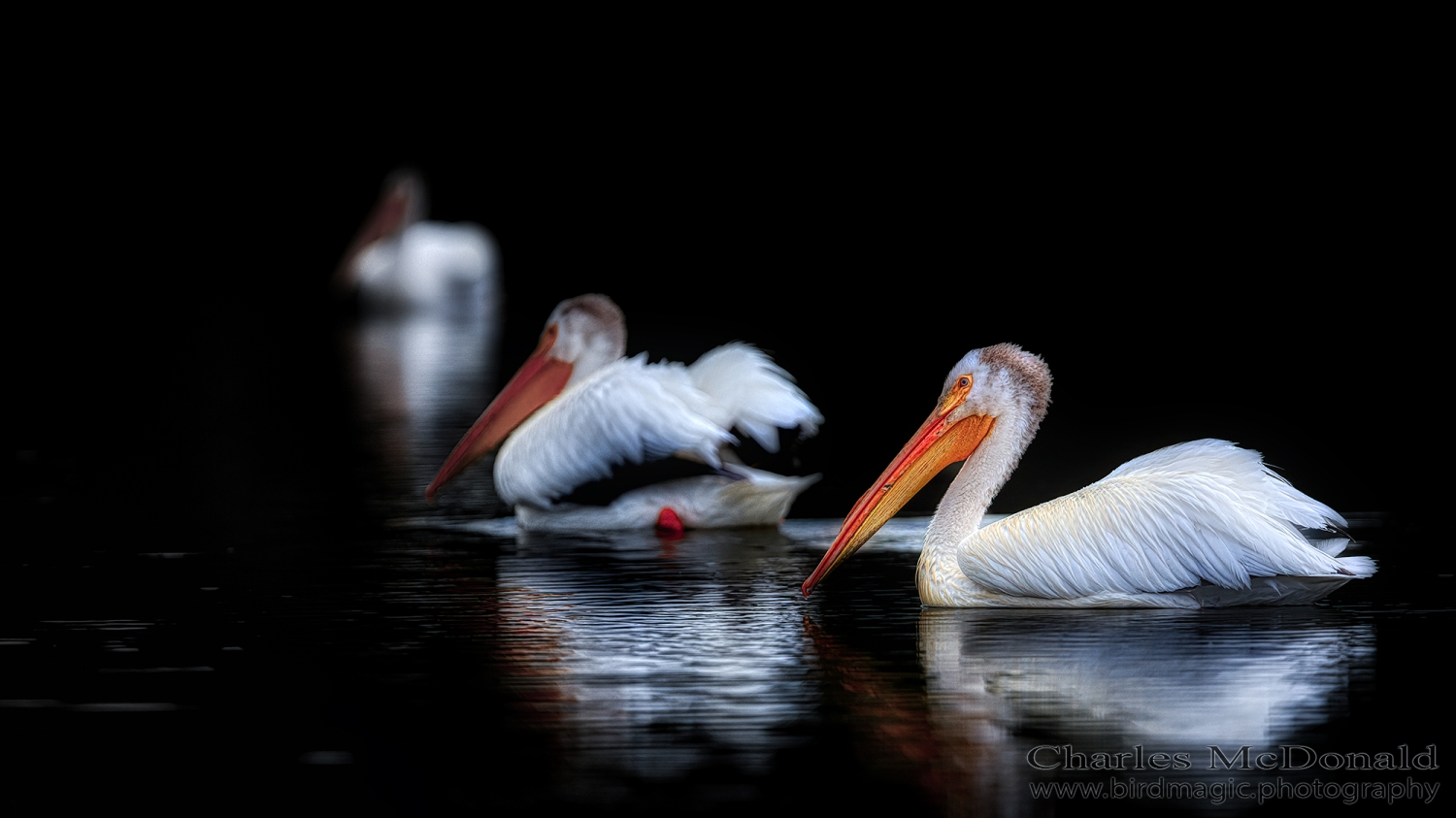 American White Pelican