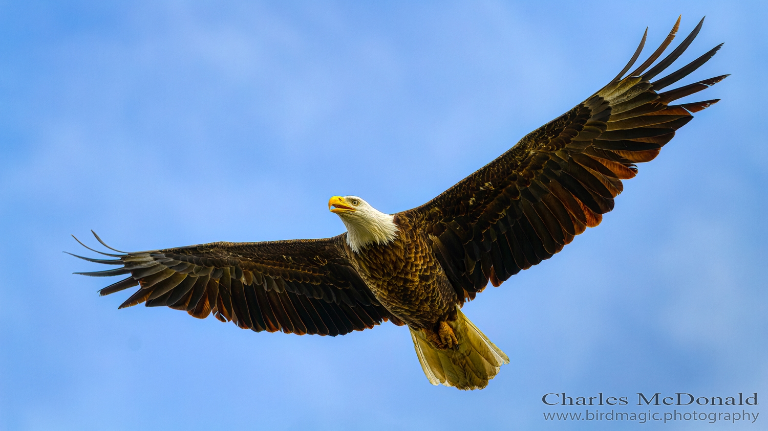 Bald Eagle