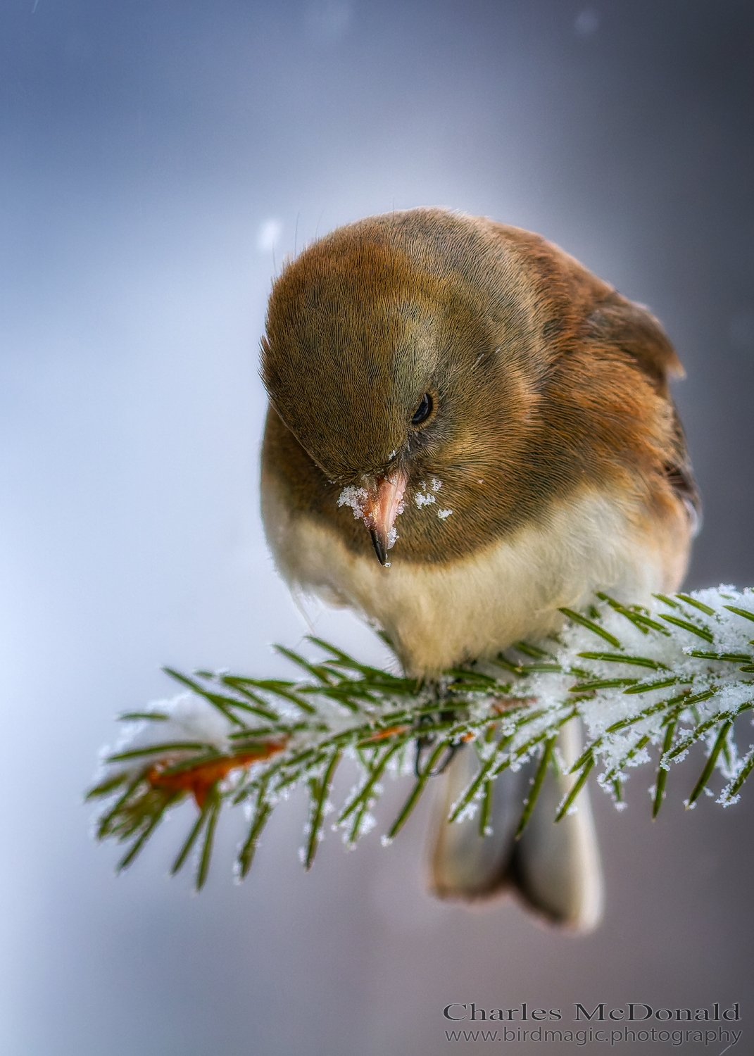 Dark-eyed Junco