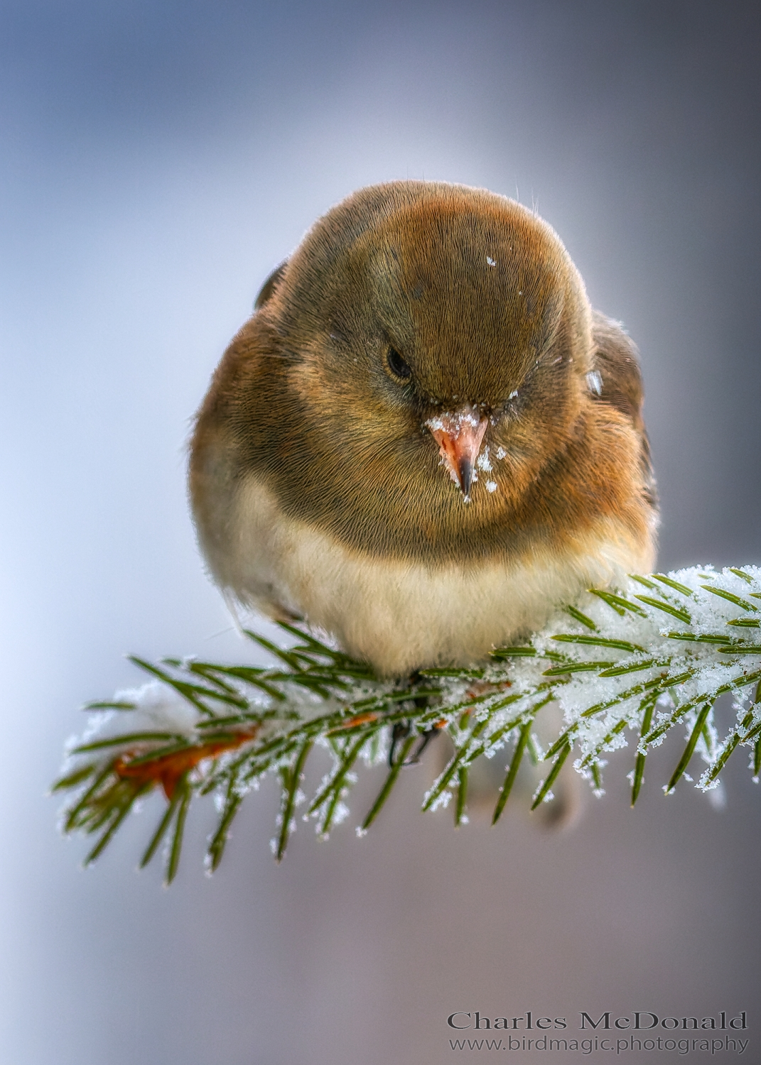 Dark-eyed Junco