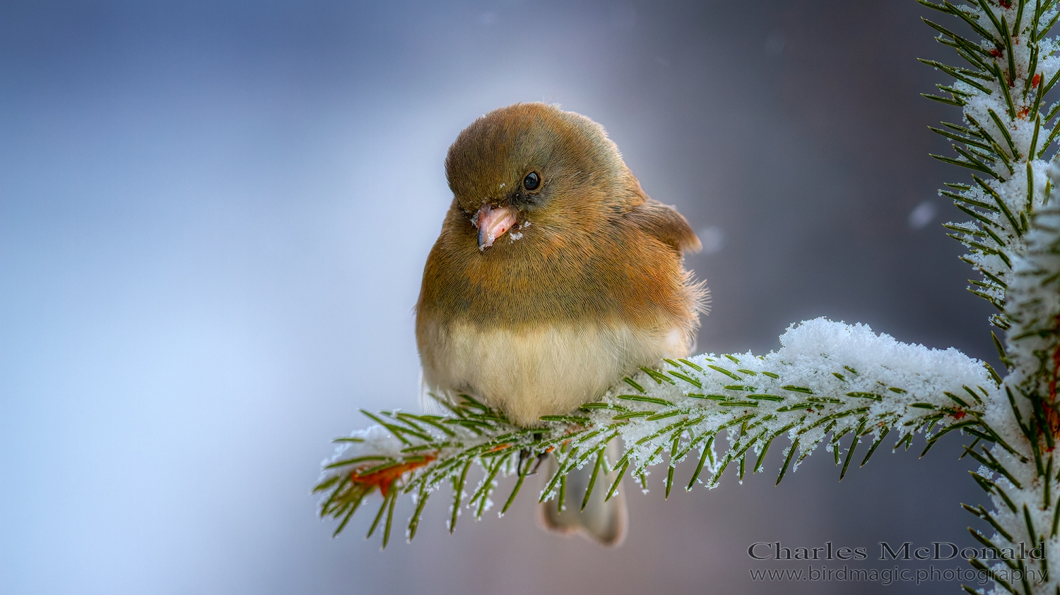 Dark-eyed Junco