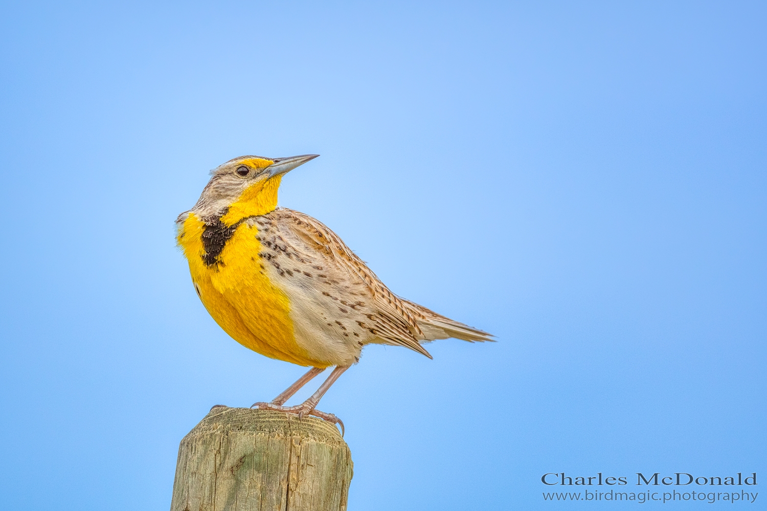 Western Meadowlark