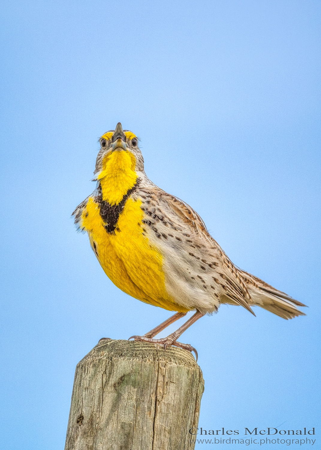 Western Meadowlark